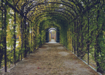 Kumpulan lagu TK/Paud Tema Tanaman