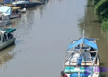 Jenis Ikan Ini Bisa Di Konsumsi Oleh Semua Orang