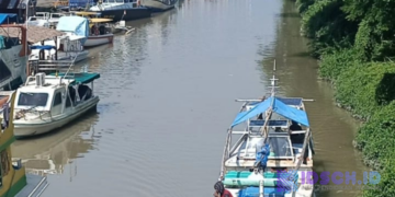 Jenis Ikan Ini Bisa Di Konsumsi Oleh Semua Orang