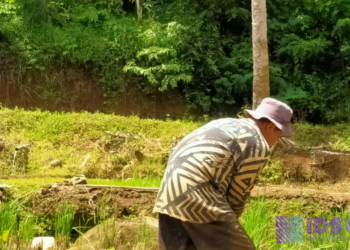 Jenis Hama Yang Merugikan Petani Saat Hujan