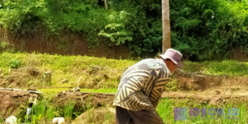 Jenis Hama Yang Merugikan Petani Saat Hujan