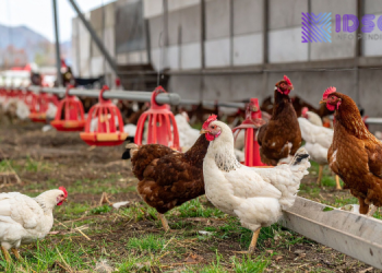 BGN Libatkan Kodim untuk Sediakan Bahan Baku MBG