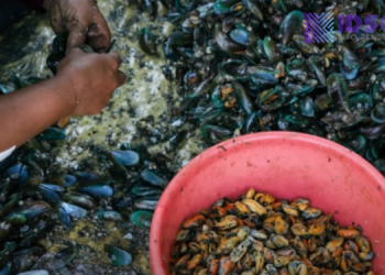 Tahukah Kamu, Cangkang Kerang Berbahaya bagi Manusia