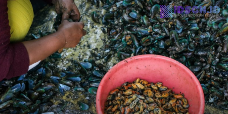 Tahukah Kamu, Cangkang Kerang Berbahaya bagi Manusia