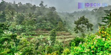 Mengenal Hutan Produksi: Jantung Industri Kayu yang Berkelanjutan