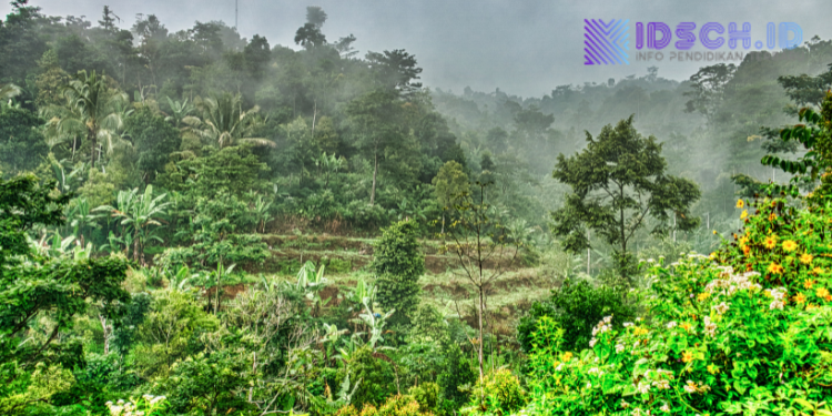 Mengenal Hutan Produksi: Jantung Industri Kayu yang Berkelanjutan