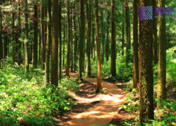 Manfaat Hutan bagi Kehidupan: Penjaga Bumi yang Harus Kita Lindungi