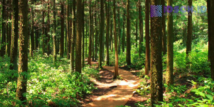 Manfaat Hutan bagi Kehidupan: Penjaga Bumi yang Harus Kita Lindungi
