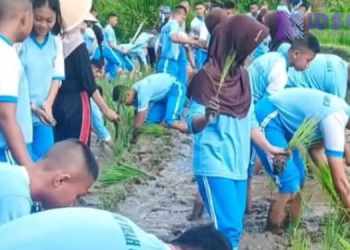 Belajar di Alam Terbuka, 280 Siswa SMAN 1 Samigaluh Tanam Padi dan Cabai serta Live In di Desa Wisata Widosari