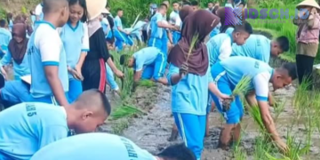 Belajar di Alam Terbuka, 280 Siswa SMAN 1 Samigaluh Tanam Padi dan Cabai serta Live In di Desa Wisata Widosari