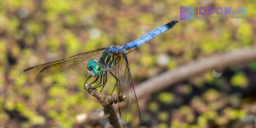 Capung Bisa Jadi Pendeteksi Bersihnya Lingkungan