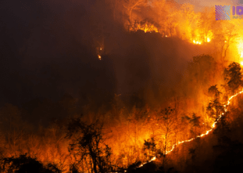 China Hijaukan Gurun Sejak 1978, Tutupan Hutan Naik hingga 14 Persen