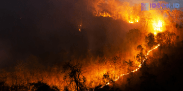 China Hijaukan Gurun Sejak 1978, Tutupan Hutan Naik hingga 14 Persen