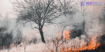 Daftar 10 Negara dengan Kebakaran Hutan Terparah 2026, Indonesia Ada di Mana?