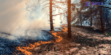 Perubahan Iklim Ancam Eropa, Luas Kebakaran Hutan Bisa Naik 192 Persen