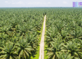 Sawit Disebut Tak Bisa Gantikan Hutan, Ini Alasan Pakar