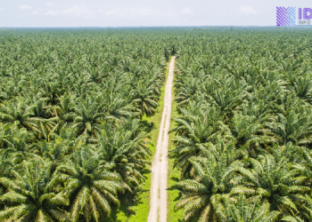 Sawit Disebut Tak Bisa Gantikan Hutan, Ini Alasan Pakar