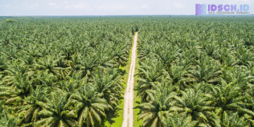 Sawit Disebut Tak Bisa Gantikan Hutan, Ini Alasan Pakar
