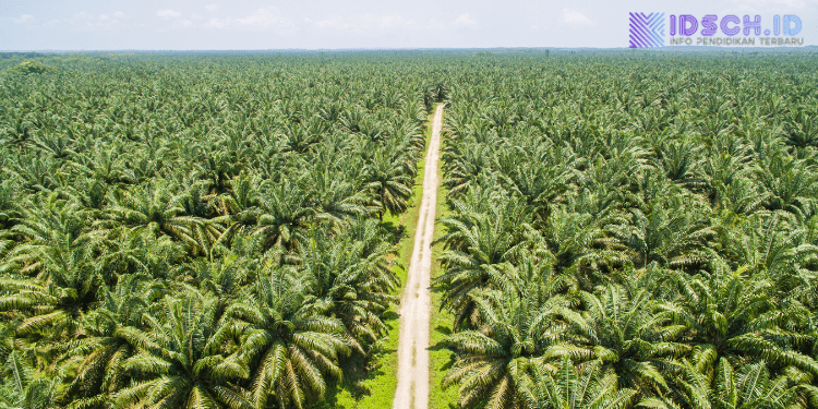 Sawit Disebut Tak Bisa Gantikan Hutan, Ini Alasan Pakar